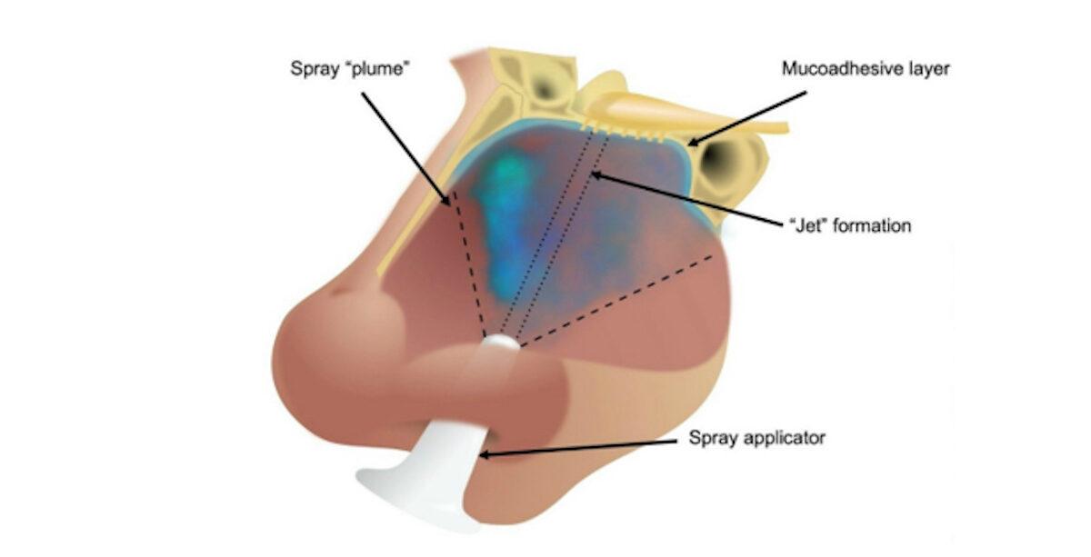 A diagram of the nasal cavity showing how the new spray works. (Birmingham University)