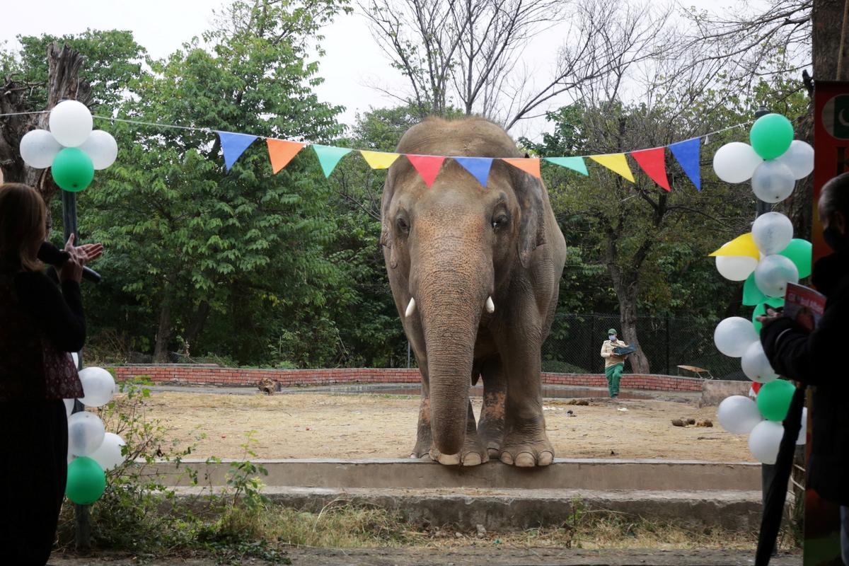Kaavan, an elephant waiting to be transported to a sanctuary in Cambodia, is seen during a farewell ceremony at the Marghazar Zoo in Islamabad, Pakistan, on Nov. 23, 2020. (Saiyna Bashir/REUTERS)