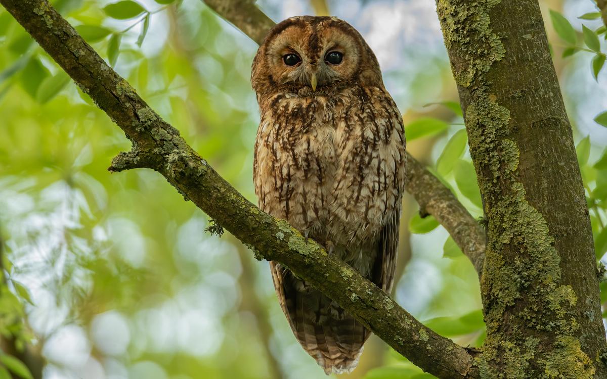 Tawny Owl. (Courtesy of Wayne Turner viaSussex Wildlife Trust)