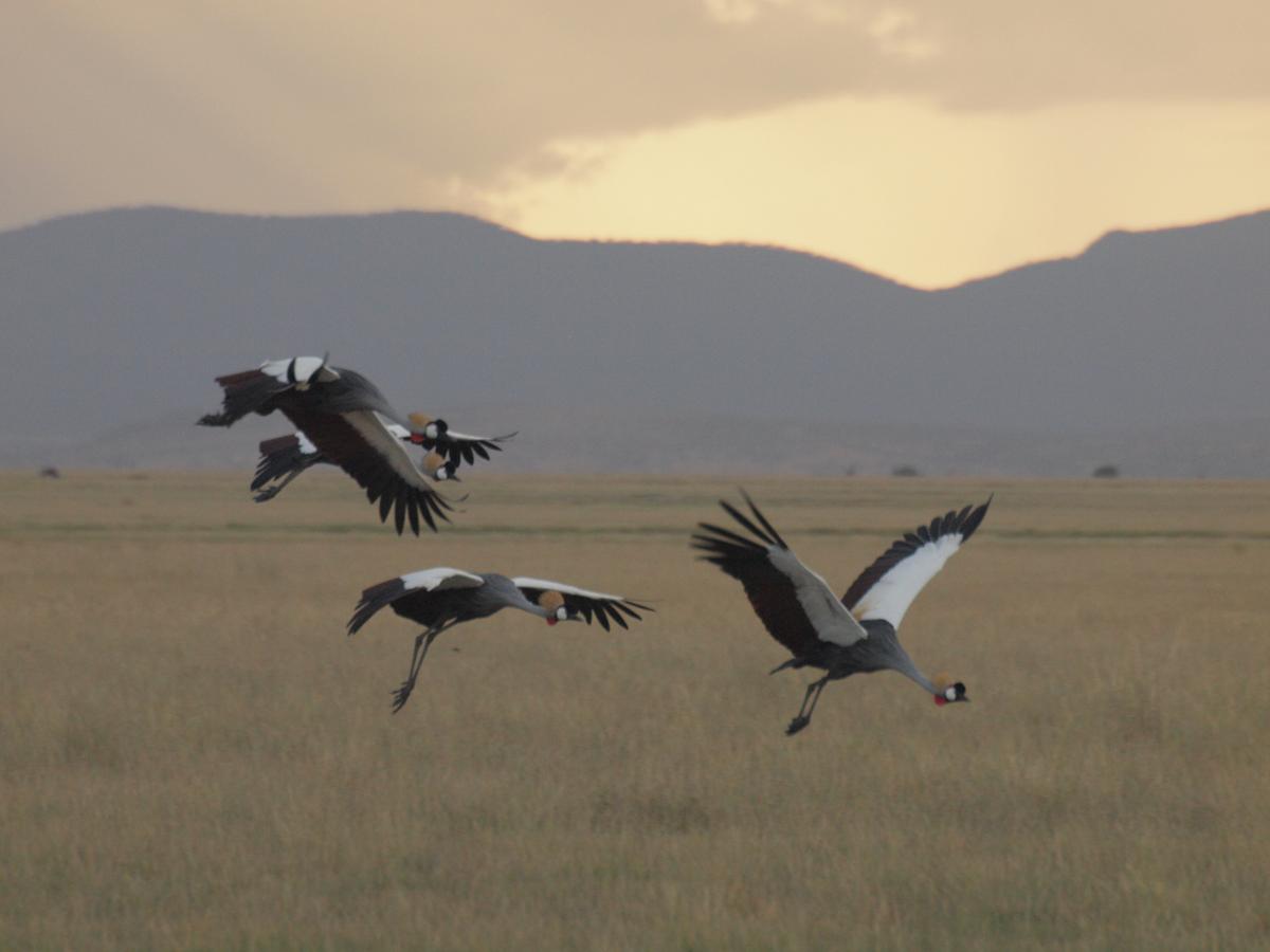 Grey crowned cranes take flight at Amboseli National Park. (Kevin Revolinski)