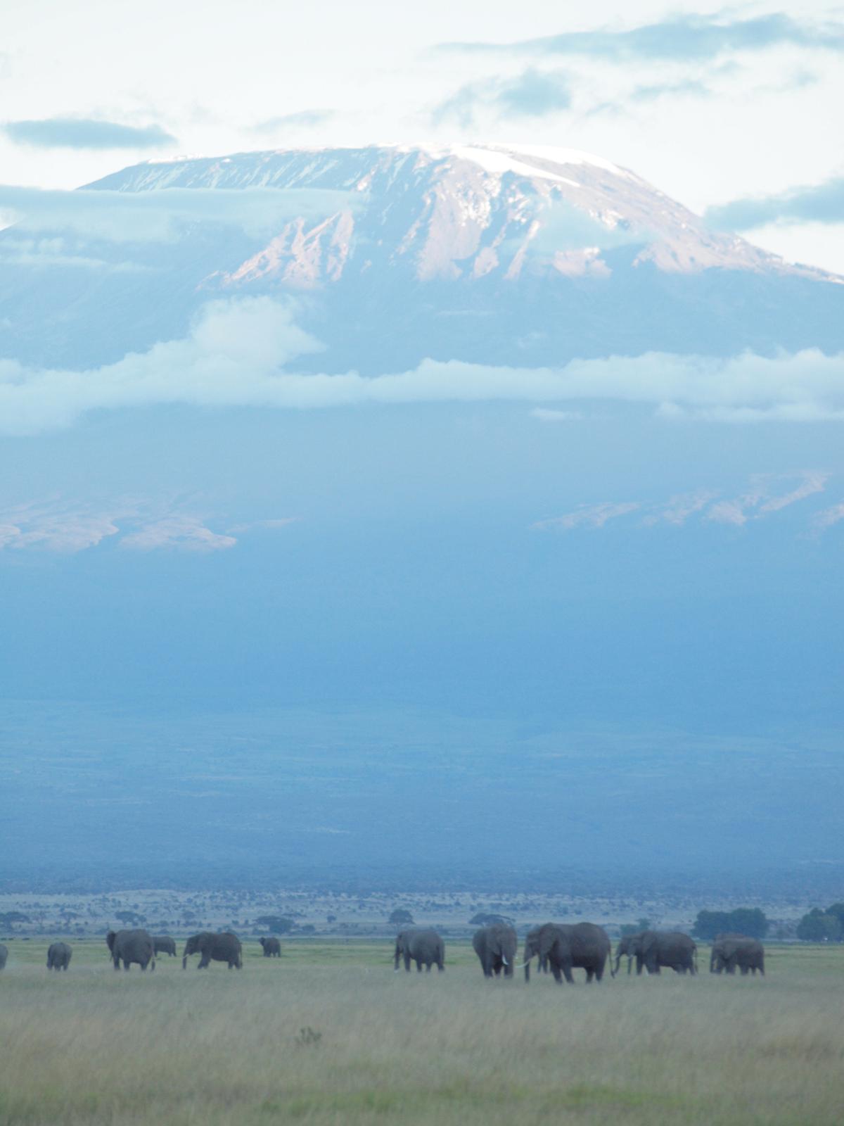Mount Kilimanjaro, not 20 miles away across the border in Tanzania, rises above Amboseli. (Kevin Revolinski)