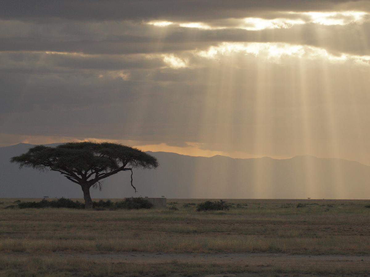 The classic savannah view of Africa with a lone acacia tree. (Kevin Revolinski)