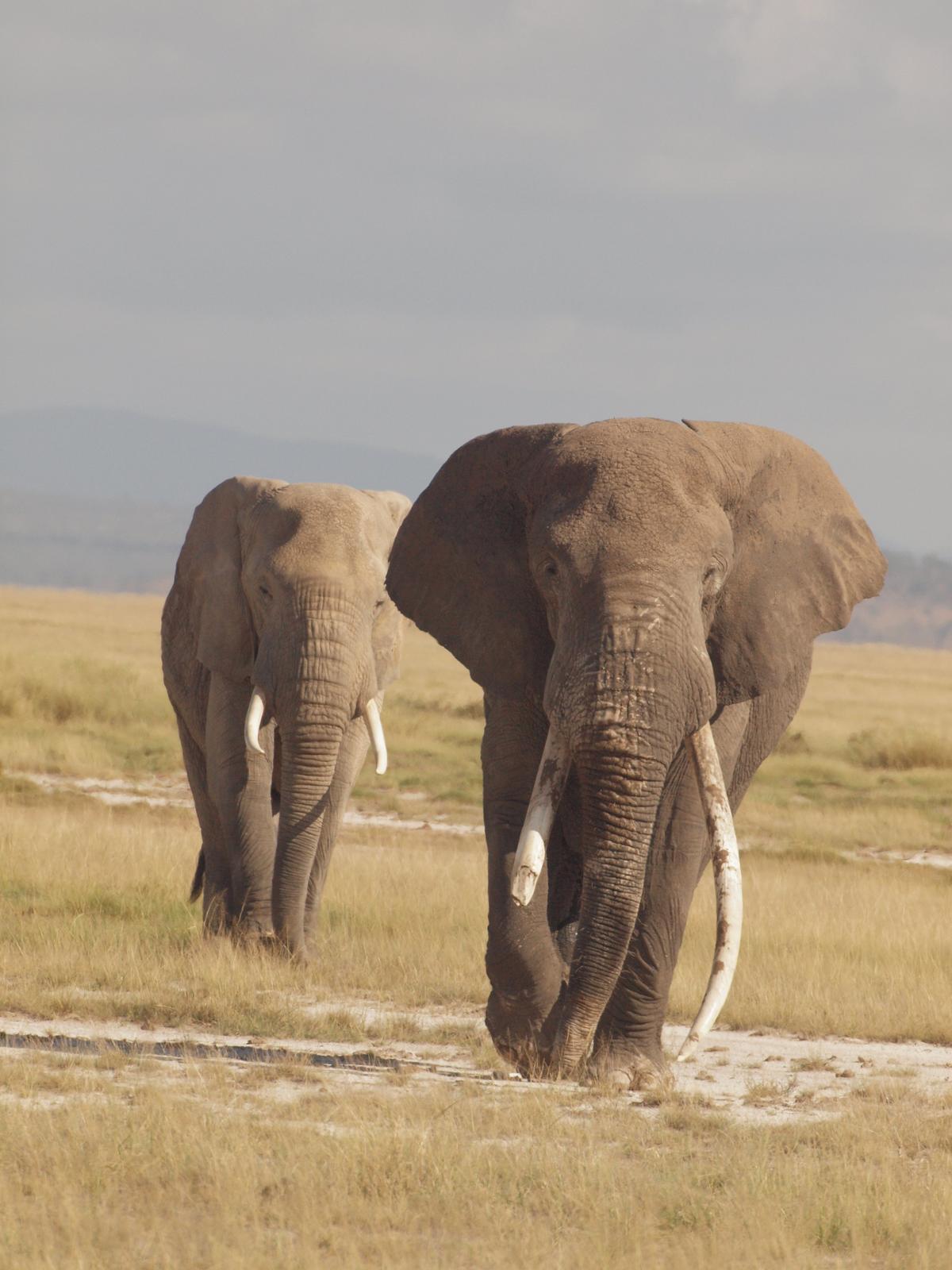 Elephants are abundant in many of the parks and will walk right past safari vehicles. (Kevin Revolinski)