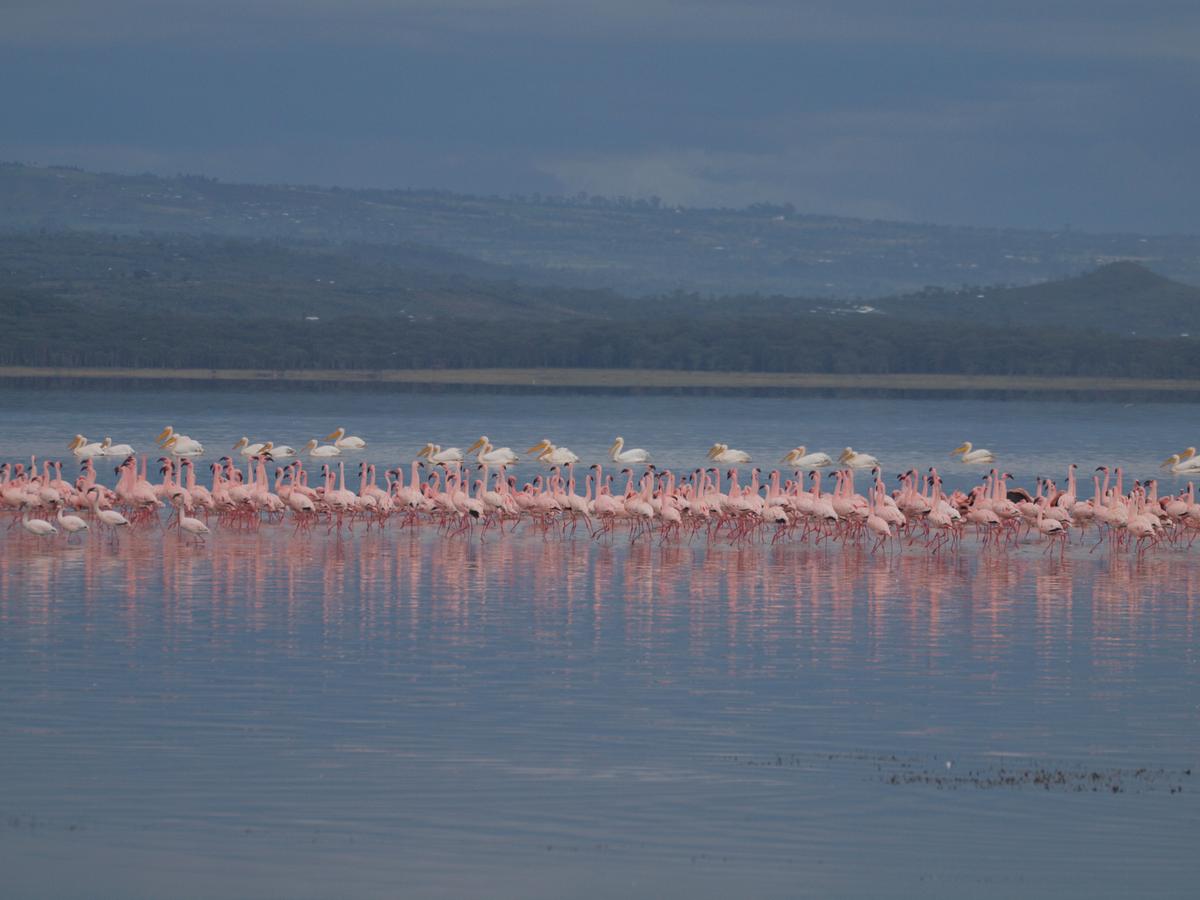 A flock of flamingoes in Lake Nakuru National Park in the Rift Valley. (Kevin Revolinski)