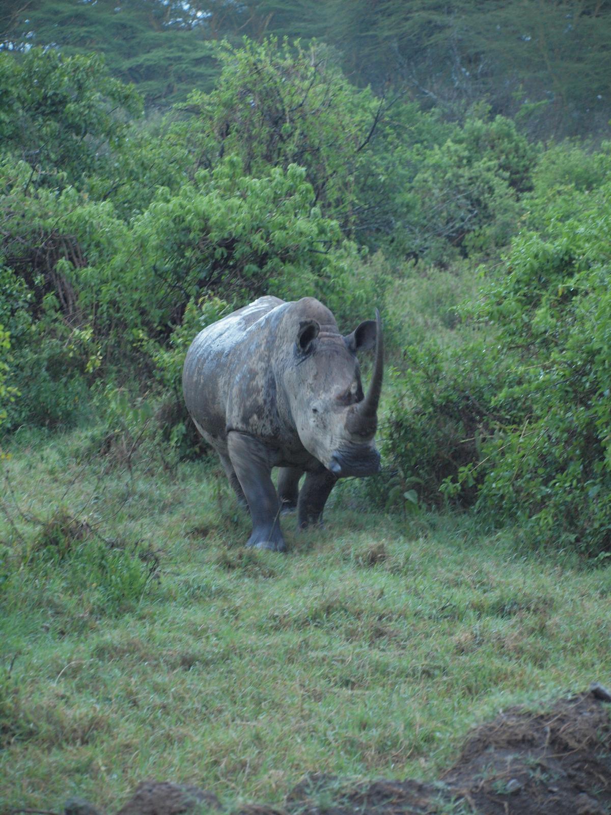 A white rhinoceros in Lake Nakuru National Park, which is also home to some black rhinos. (Kevin Revolinski)