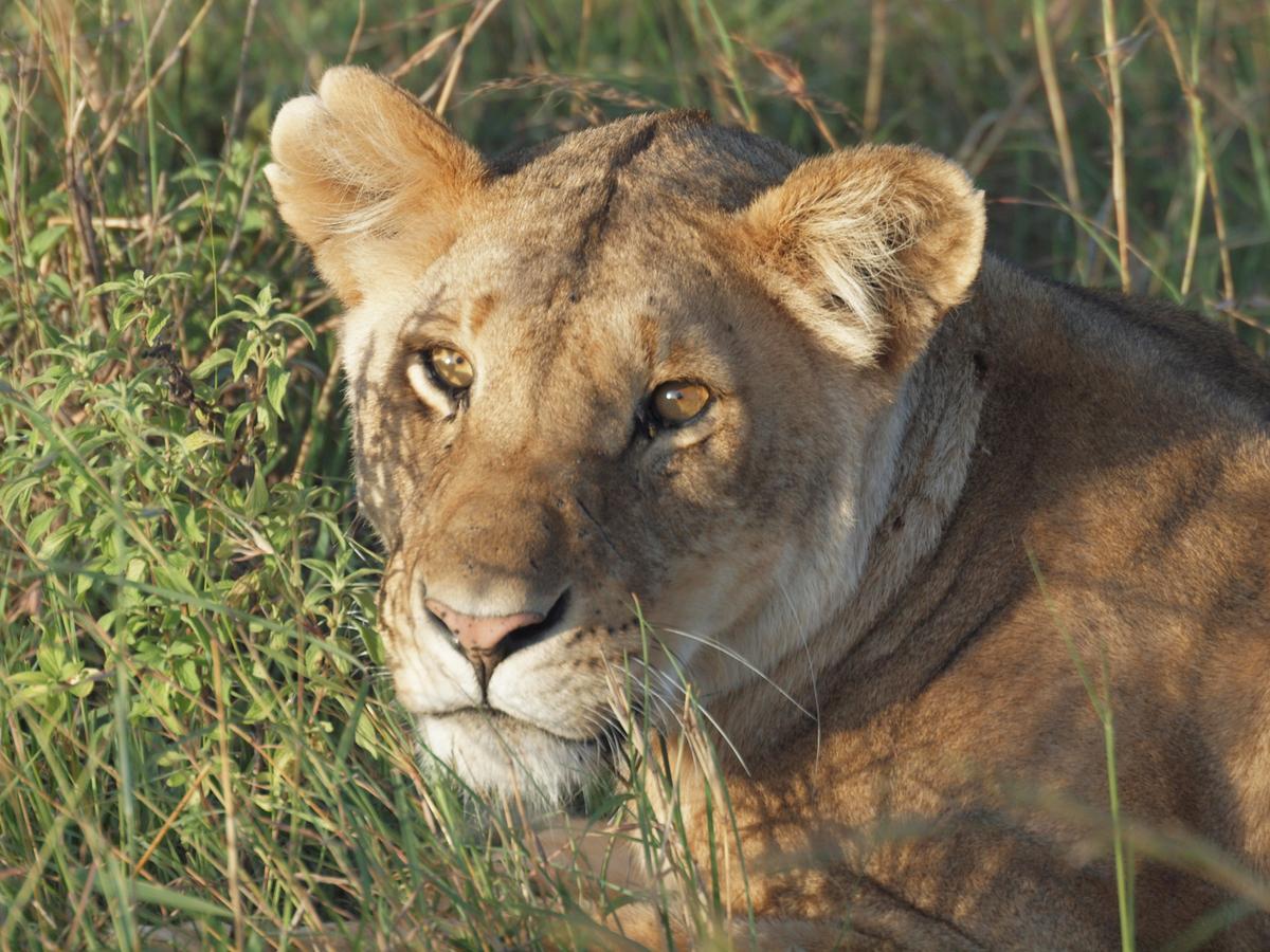 A female lion in Maasai Mara, lounging in the grass. (Kevin Revolinski)