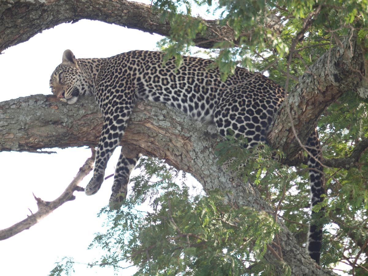 Stuffed after a big meal, a leopard naps in a tree in Maasai Mara. (Kevin Revolinski)