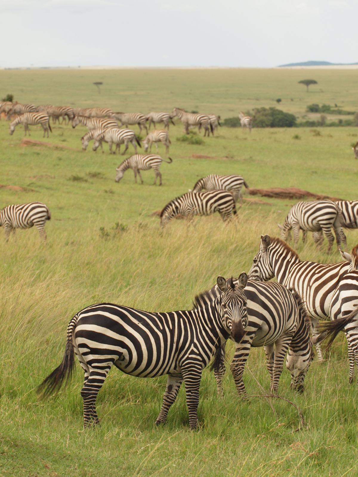 A herd of zebra grazing in the grasslands. (Kevin Revolinski)