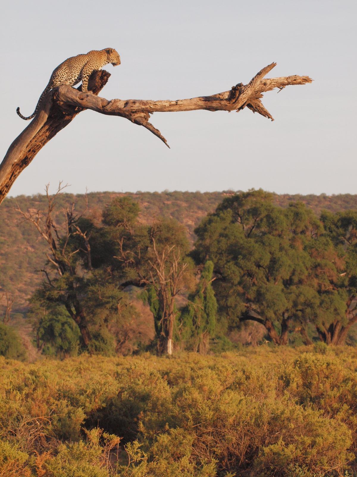 A leopard gets a bird's eye view of his hunting grounds in Samburu National Park. (Kevin Revolinski)