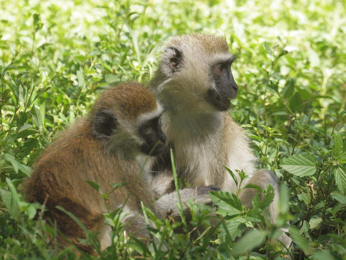 A couple of vervet monkeys alongside the park road. (Kevin Revolinski)