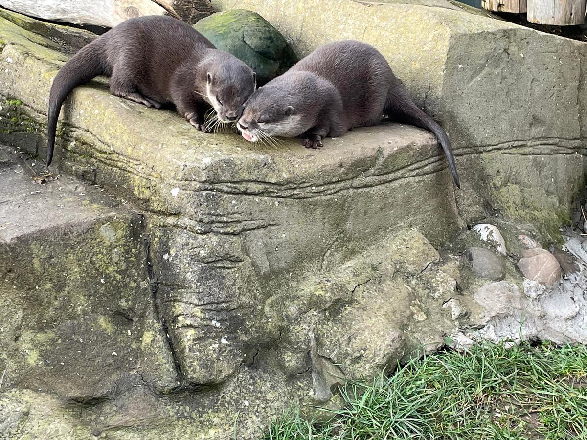 Otters Pumpkin and Harris in their enclosure at SEA LIFE Scarborough (Courtesy of SEA LIFE Scarborough)