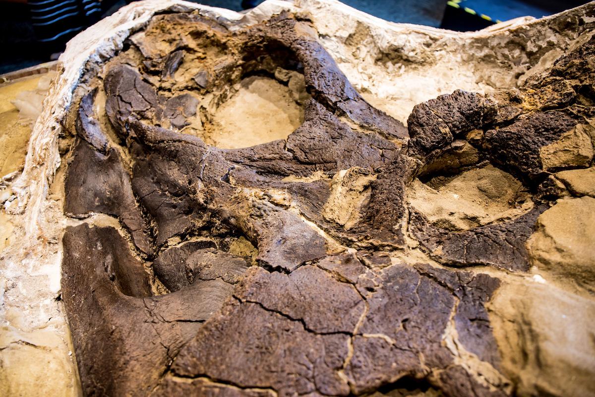 A fully grown triceratops horridus's skull (Courtesy of Matt Zeher/North Carolina Museum of Natural Sciences)