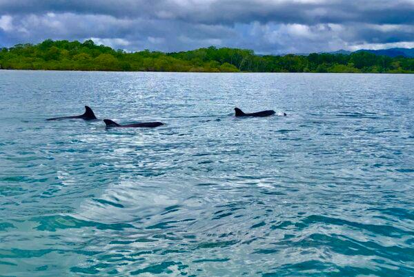Dolphins on the Golfo Dulce. (Tim Johnson)