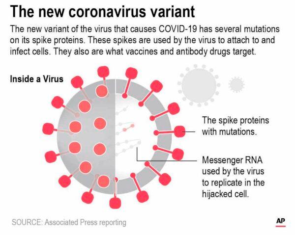 Graphic shows a diagram of the COVID-19 virus. (The AP)