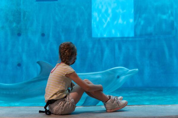 A child watches Winter the dolphin at the Clearwater Marine Aquarium. (Clearwater Marine Aquarium)