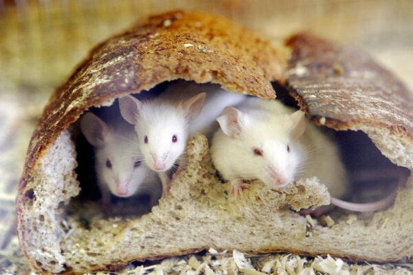 Mice peer out from a loaf of bread at the Inokashira Park Zoo in suburban Tokyo, Japan, on Jan. 6, 2008. (Yoshikazu Tsuno/AFP via Getty Images)