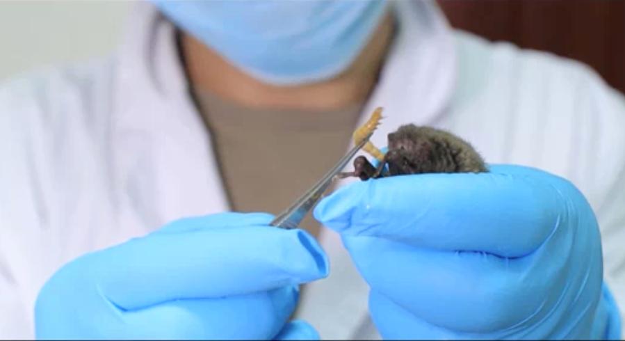 A researcher at the Wuhan Institute of Virology in Wuhan in China's central Hubei Province feeds a worm to a bat in a 2017 video. (Screenshot)