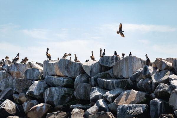 Sea birds in Dana Point, Calif., on March 8, 2021. (John Fredricks/The Epoch Times)