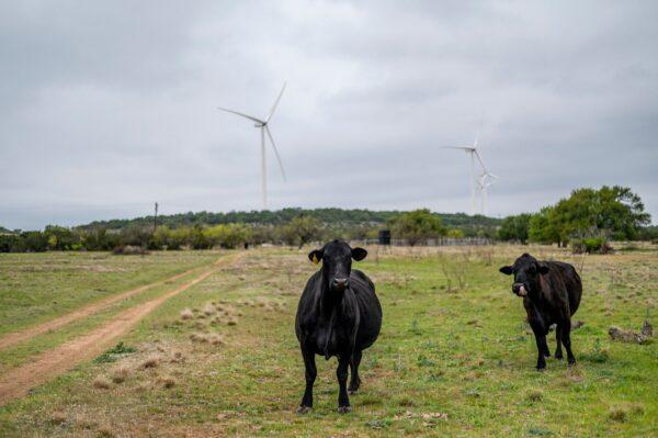 Cows stand in a field on the ranch of cattle rancher Bob Helmers, who recently allowed utility company Engie to build several wind turbines on his land, near Eldorado, Texas, on April 16, 2021. (Sergio Flores/AFP via Getty Images)