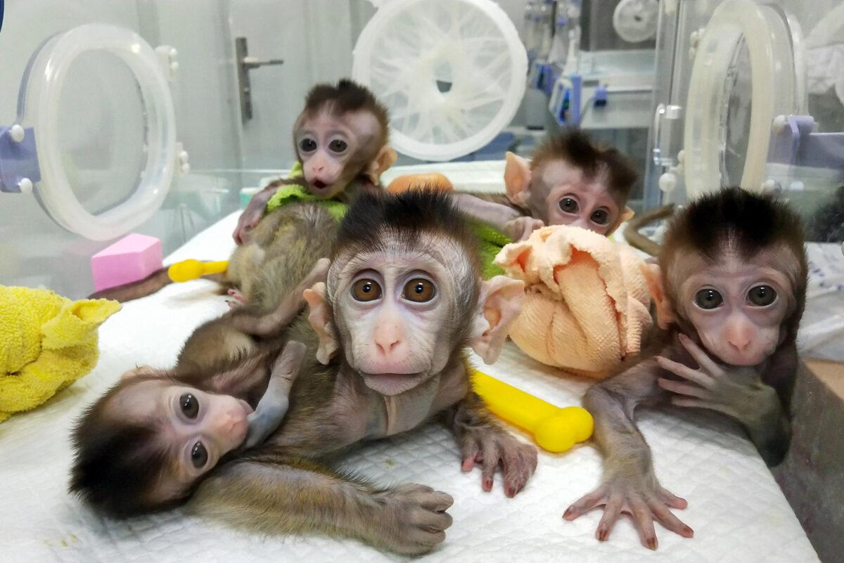 Five cloned macaques at a research institution in Shanghai in a picture taken on Nov. 27, 2018, and released on Jan. 24, 2019, by the Chinese Academy of Sciences Institute of Neuroscience. Chinese scientists said the five monkeys were cloned from a single animal that was genetically engineered to have a sleep disorder, saying it could aid research into human psychological problems. (STR/AFP via Getty Images)