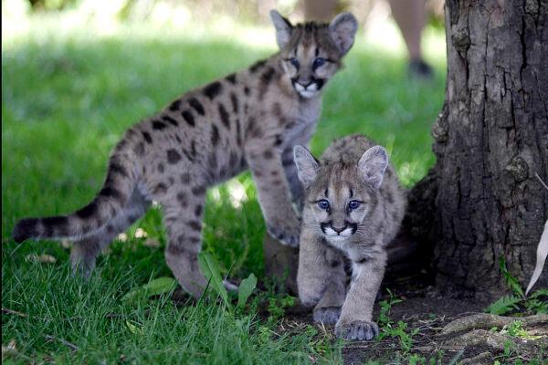 Two of three 11-month-old rescued cougar cubs play together at Six Flags Discovery Kingdom in Vallejo, Calif., on April 26, 2007. (David Paul Morris/Getty Images)