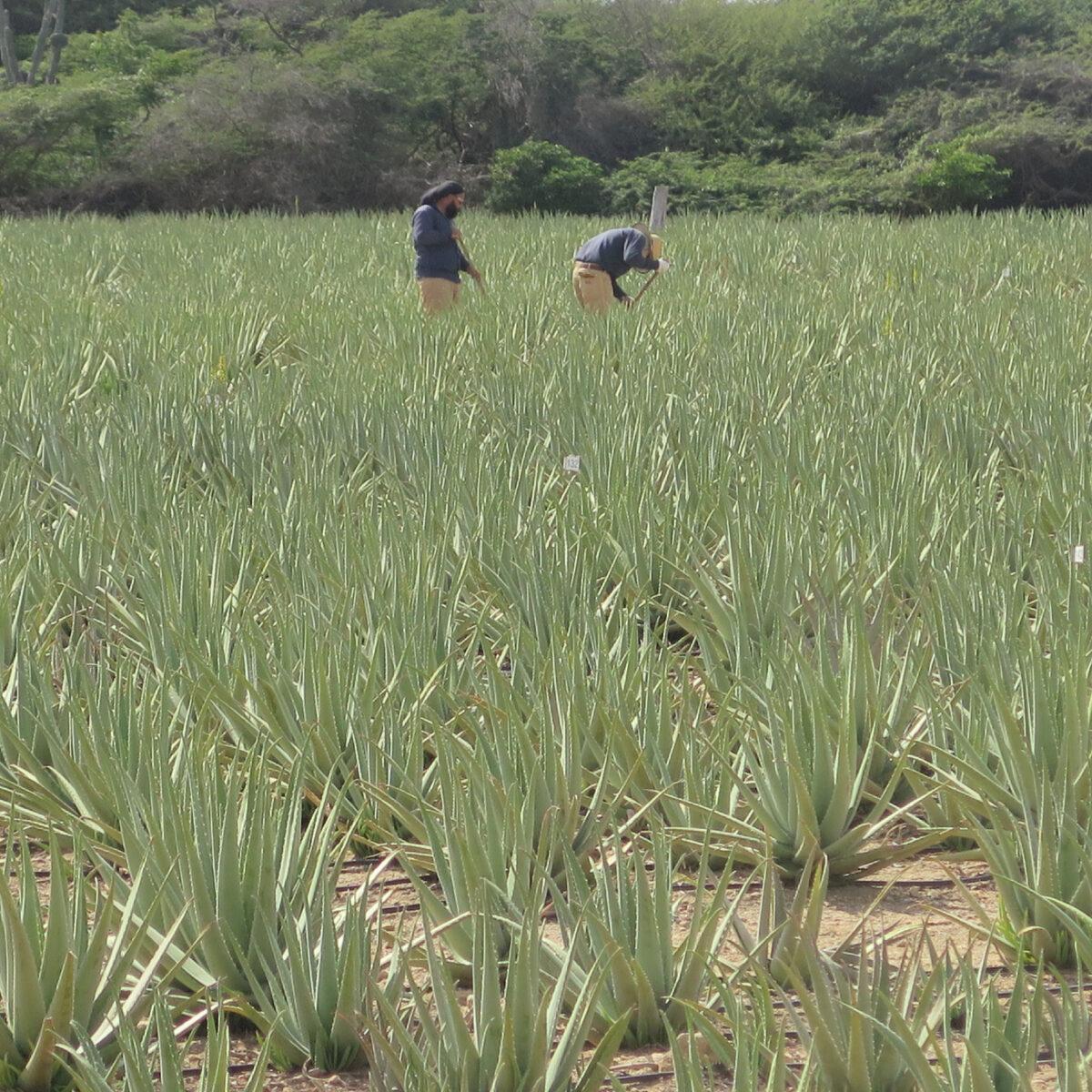 Workers at the Aloe Museum and Factory in Aruba use machetes to harvest aloe. (Victor Block)