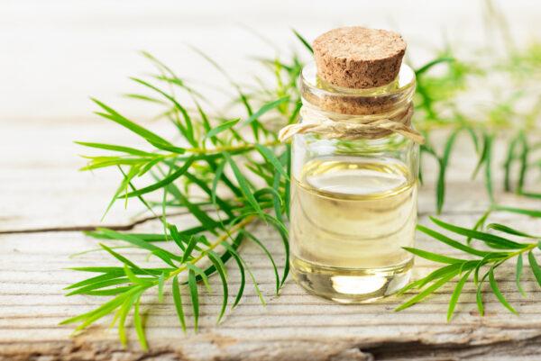 Tea tree oil works well as an antibacterial and can kill the viruses and bacteria, such as staph. By AmyLv/Shutterstock