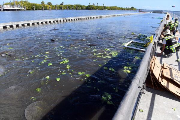 Manatees flock to warm-water areas of Florida to escape deadly-cold water temperatures off the Atlantic Coast on Feb. 4, 2022. Scientists are feeding them lettuce to help them get through the winter, as seagrasses in the area have died off. (Florida Fish and Wildlife Conservation Commission)