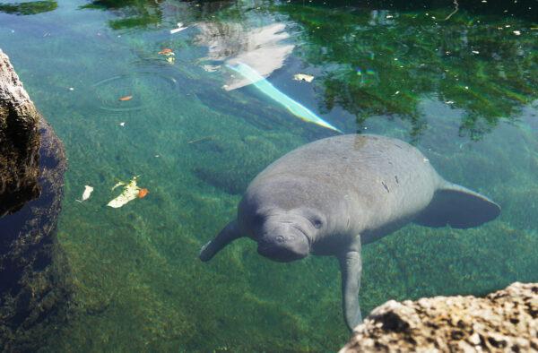 A young manatee at ZooTampa at Lowry Park watches keepers on Jan. 13, 2022. (Natasha Holt/The Epoch Times)