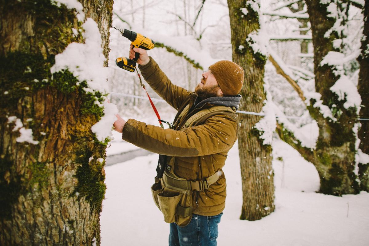 Devin Day, McLeod's son, installs a siphon tube in a bigleaf maple tree. (Courtesy of Sarah Joy Photography)