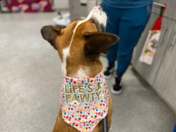 The San Diego Humane Society's medical team celebrated the one-year cancer-free anniversary of a former stray dog named Phoenix with a "pawty," on April 1, 2022. (Courtesy of the San Diego Humane Society)