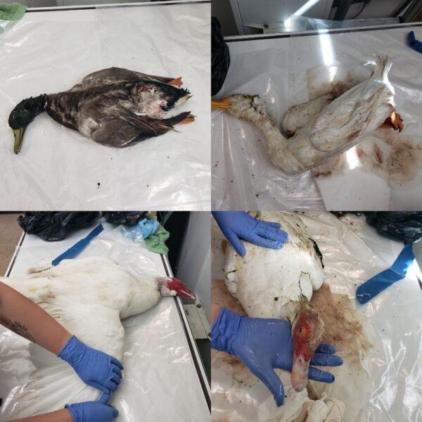 A collage of the four ducks discovered shot to death at TeWinkle Park in Costa Mesa, Calif., on April 18, 2022. (Courtesy of Wetlands & Wildlife Care Center)