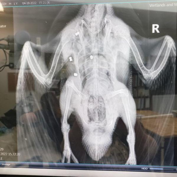 An X-ray shows four bullet wounds sustained by a Muscovy duck that was found shot to death at TeWinkle Park in Costa Mesa, Calif., on April 18, 2022. (Courtesy of Wetlands & Wildlife Care Center)
