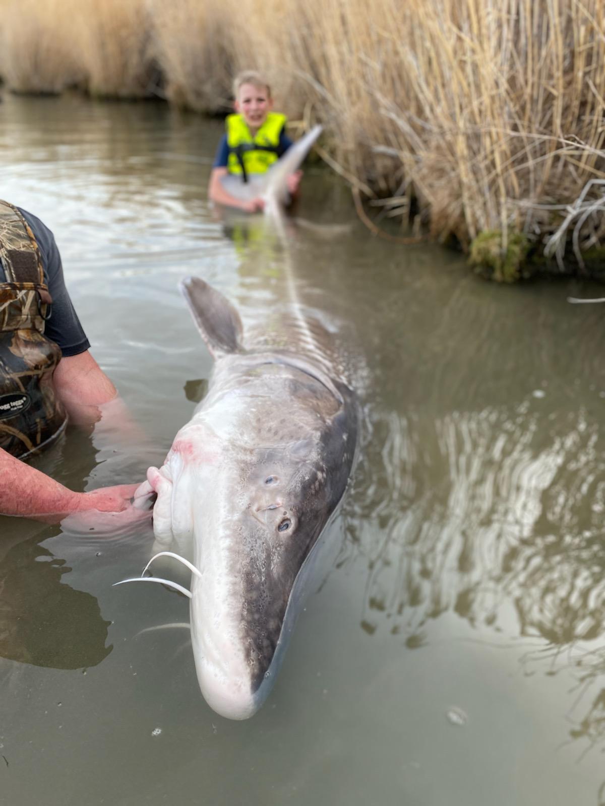 Lance Grimshaw (L) and his son Tyler Grimshaw with the near-record-setting sturgeon. (Courtesy of Joe Weisner,Jones Sport Fishing)