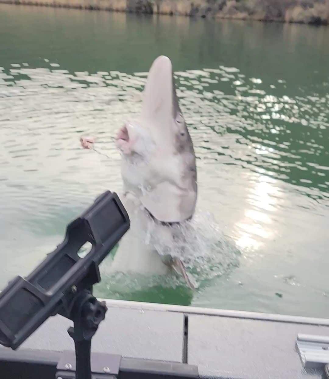 The sturgeon is photographed jumping out of the water beside the boat. (Courtesy of Joe Weisner,Jones Sport Fishing)