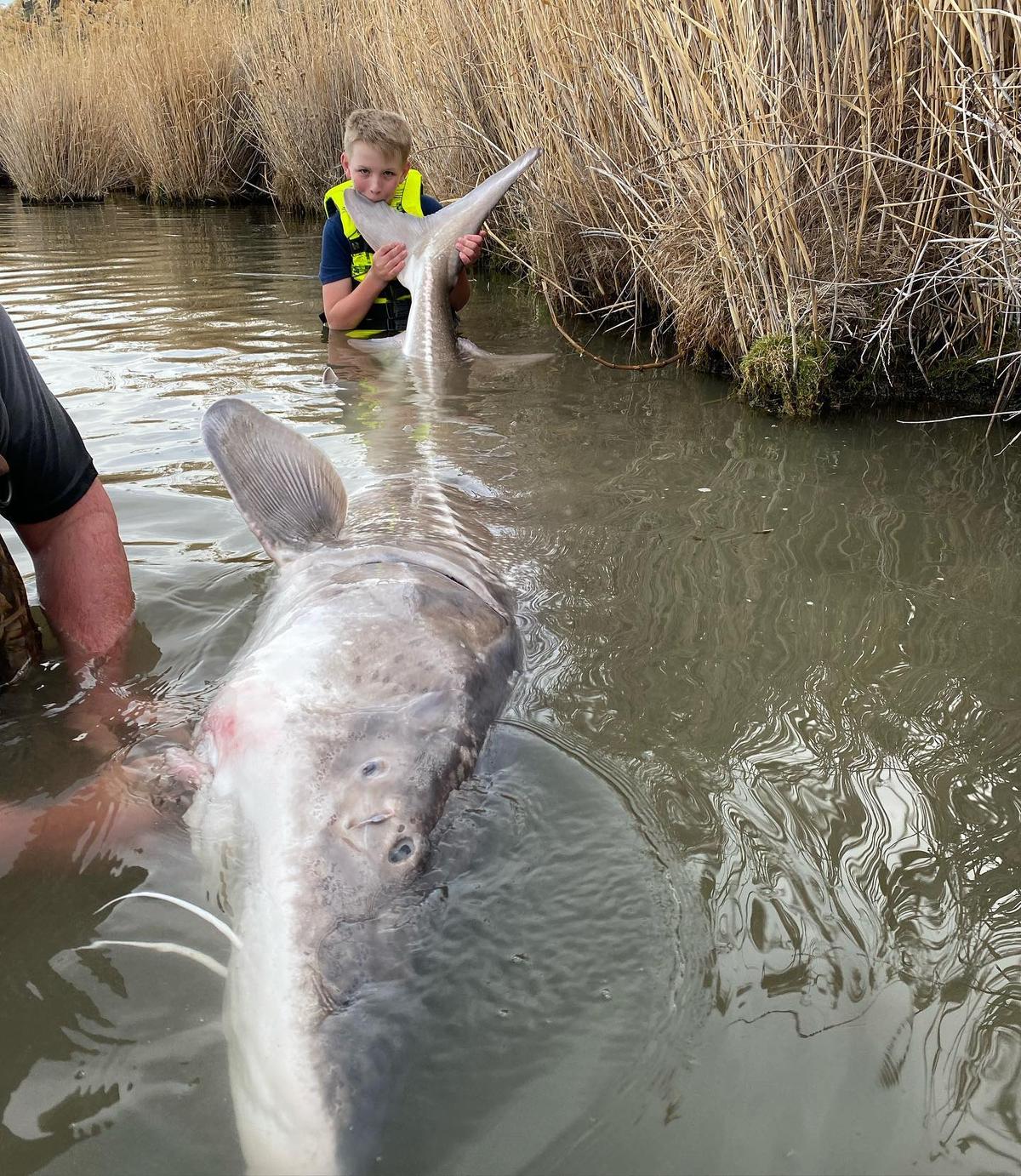 Tyler Grimshaw, 12, "tastes" his near-record-setting sturgeon. (Courtesy of Joe Weisner,Jones Sport Fishing)