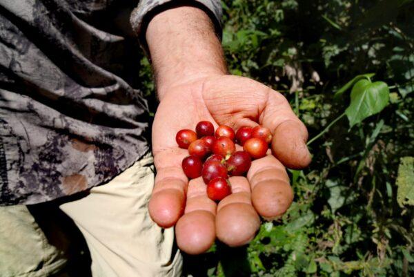 Red coffee berries from an Arabica plant on April 20, 2022. (Cesar Calani/The Epoch Times)