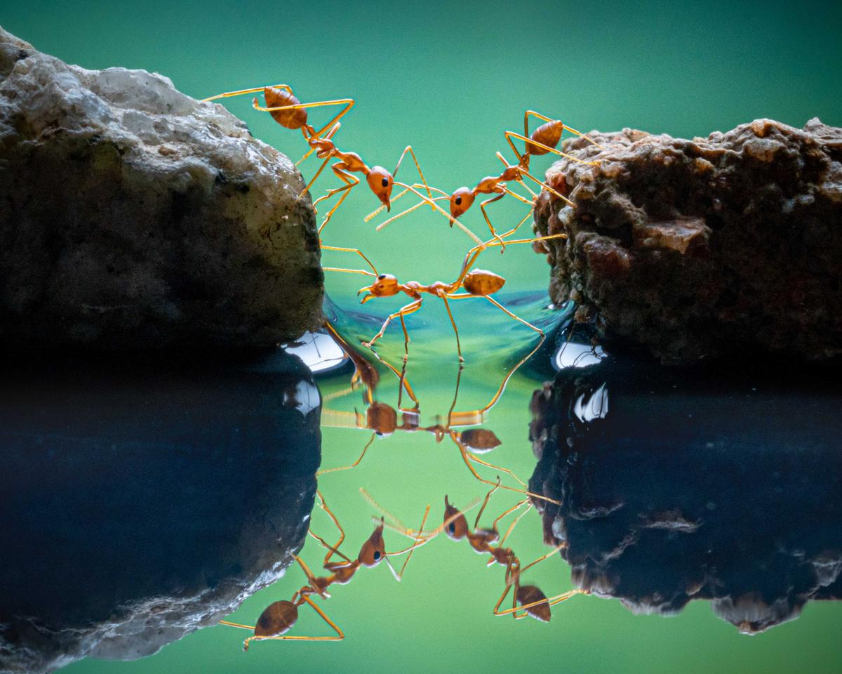 Red ants, Chin Leong Teo, Singapore. (Courtesy of Chin Leong Teo/World Nature Photography Award)