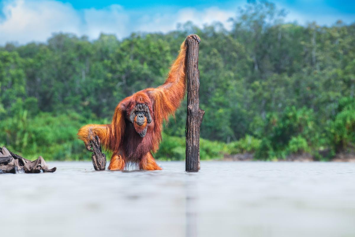 Bornean orangutan, Thomas Vijayan, Canada. (Courtesy of Thomas Vijayan/World Nature Photography Award)