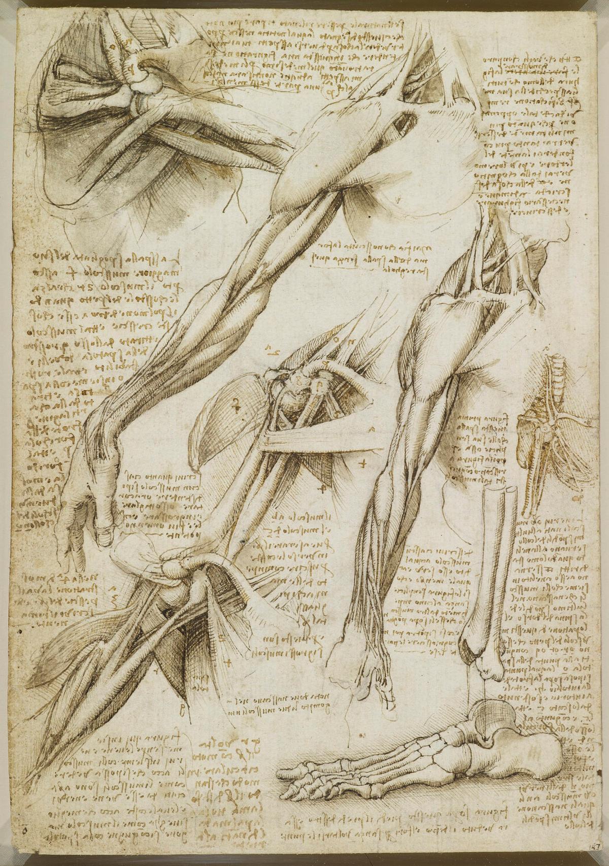 “Fol. 14v The Muscles of the Shoulder and Arm, and the Bones of the Foot.” in Pen and Ink with Wash, over traces of black chalk, 11 ⅜ inches by 7 15/16 inches, Royal Library. (Public Domain)