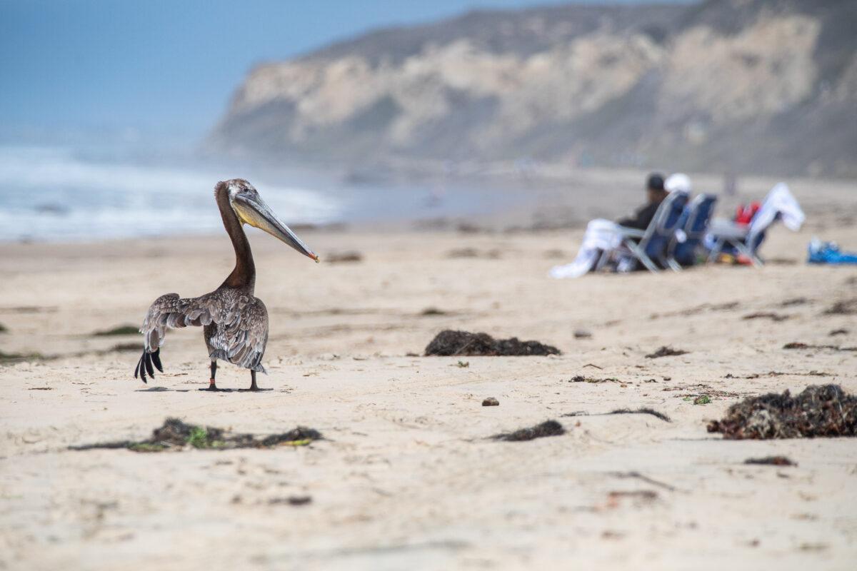 Pelicans are released back into the wild at Crystal Cove State Park in Newport Beach, Calif., on June 22, 2021. (John Fredricks/The Epoch Times)