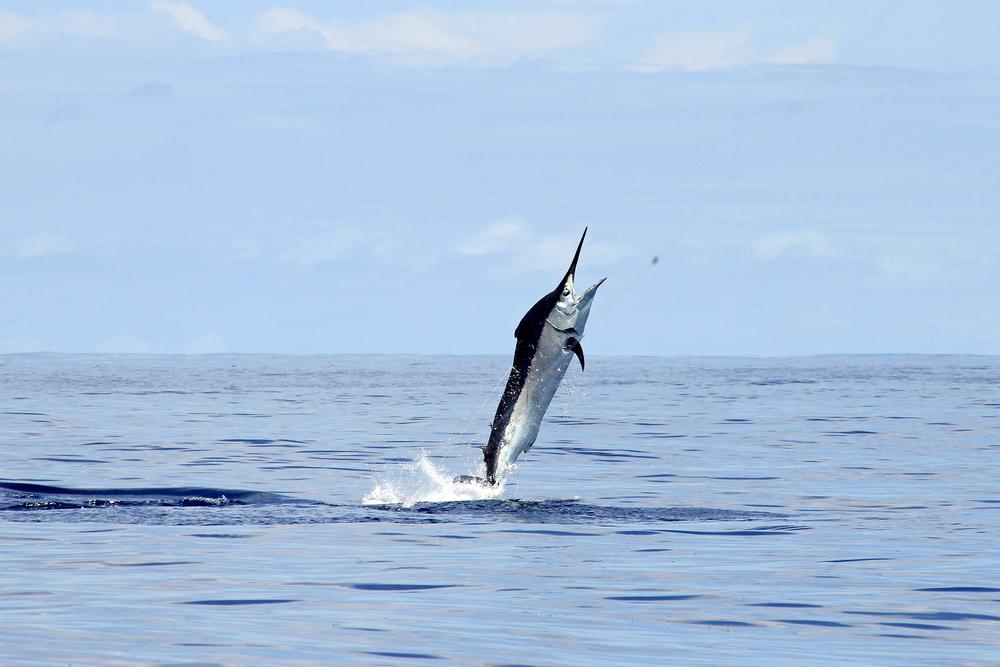 The waters off Australia abound with exotic gamefish such as black marlin, as well as experienced charter companies that can help you catch—and then release—one. (kelldallfall/Shutterstock)