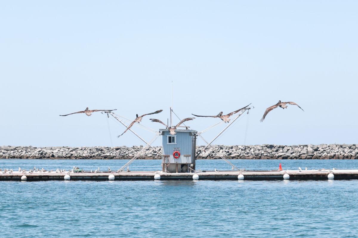 A group of brown pelicans are released and fly away after they had been nursed back to health, on a jetty at Corona Del Mar State Beach in Newport Beach, Calif., on June 17, 2022. (Julianne Foster/The Epoch Times)
