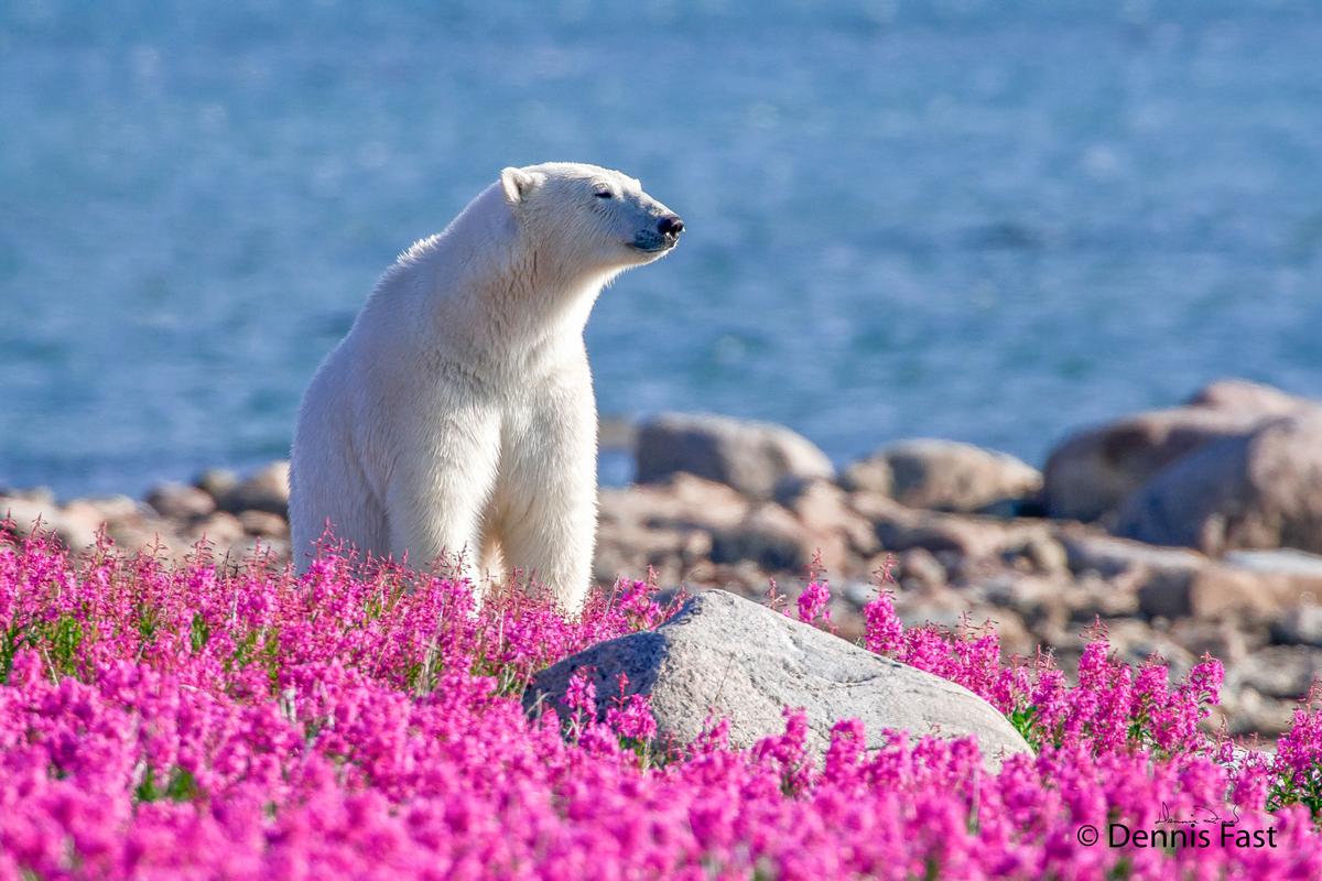 Pristine white polar bear on an island off the sub-Arctic coast of Hudson Bay, Churchill, Manitoba, Canada, after swimming to shore from a winter on the sea ice.