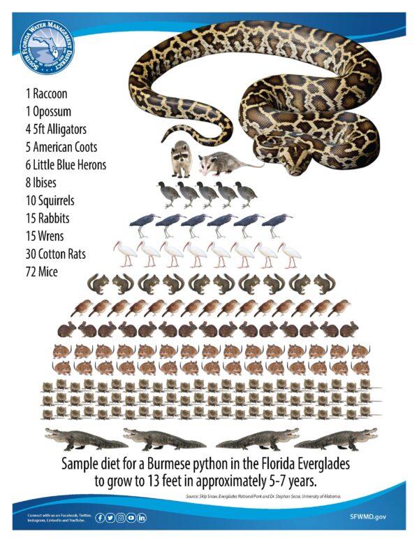 A Chart displaying the sample diet of a Burmese Python in the Florida Everglades to grow 13-ft. in 5-7 years. (Courtesy, FWC)