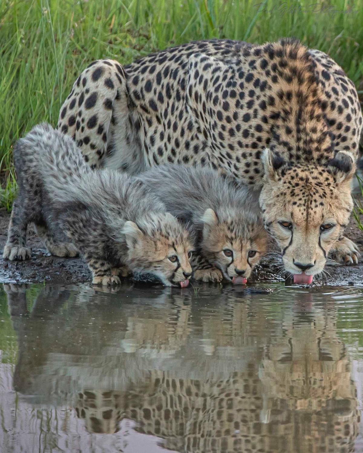 A cheetah family drinks in Olare Conservancy, Kenya. (Courtesy ofPaul Goldstein)