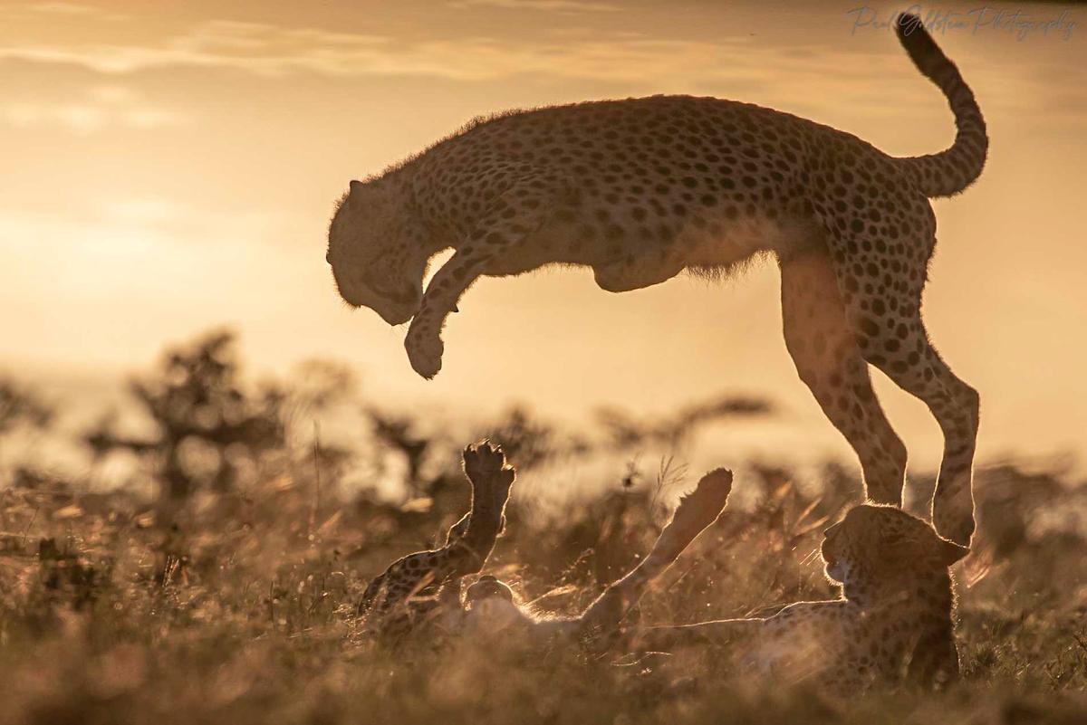 Cheetahs in Olare Conservancy, Kenya. (Courtesy ofPaul Goldstein)