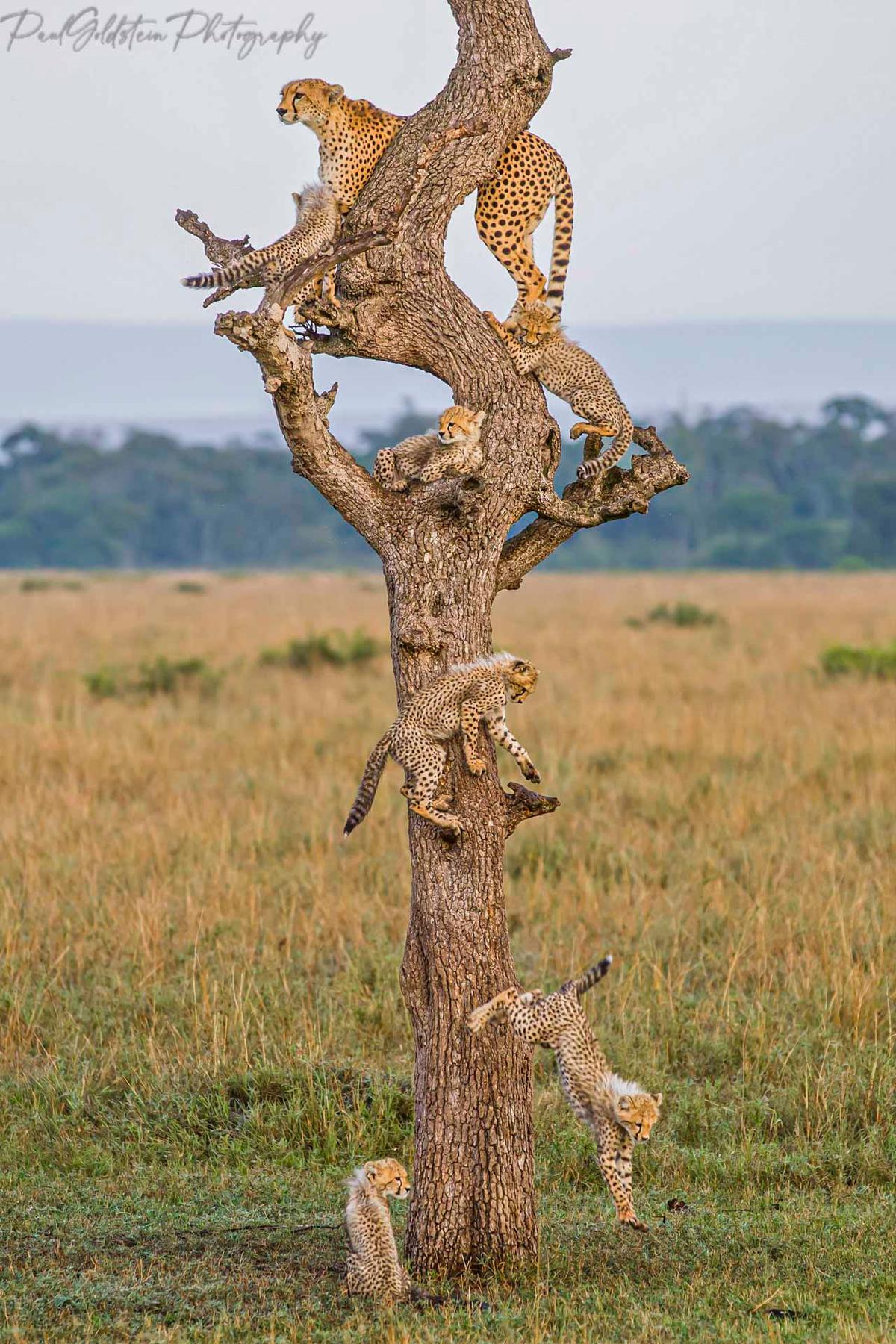 Mara reserve cheetah family. (Courtesy ofPaul Goldstein)