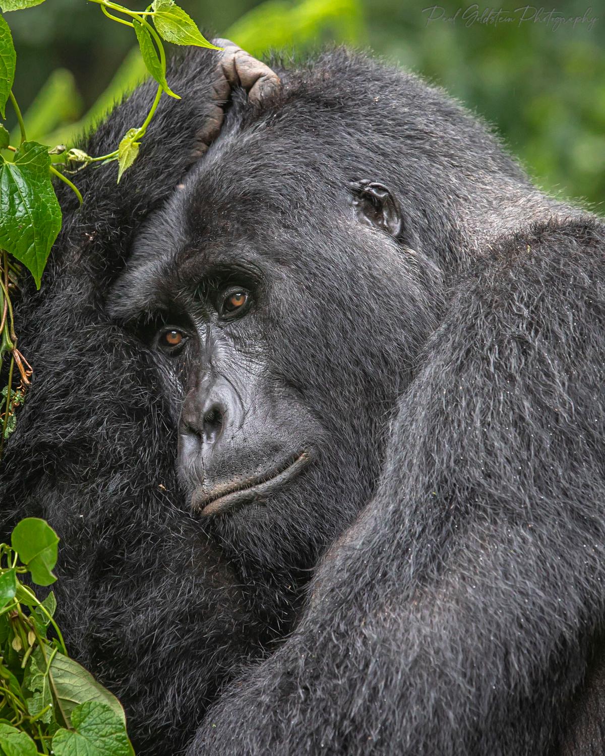 A gorilla. (Courtesy ofPaul Goldstein)