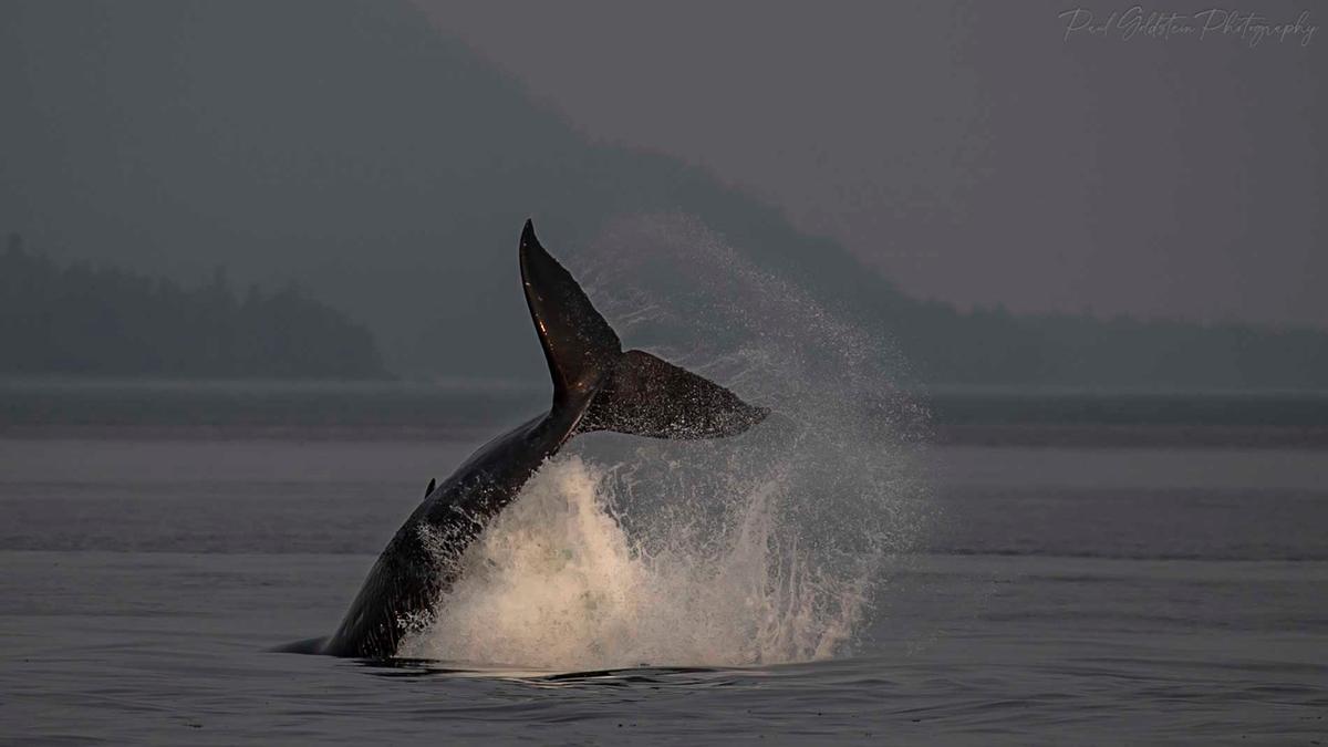 Whale photos from Alaska. (Courtesy ofPaul Goldstein)